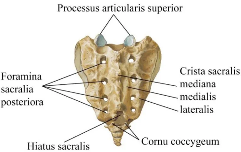 Şekil  2.4.  Os  Sacrum-Facies  Dorsalis  (Sobotta  Anatomi  Atlasından  modifiye                          edilmiştir) (Putz ve Pabst, 2006).