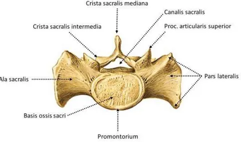 Şekil  2.3.  Os  sacrum’un  üstten  görünüşü  (Sobotta  Anatomi  Atlasından  modifiye  edilmiştir) (Putz ve Pabst, 2006)