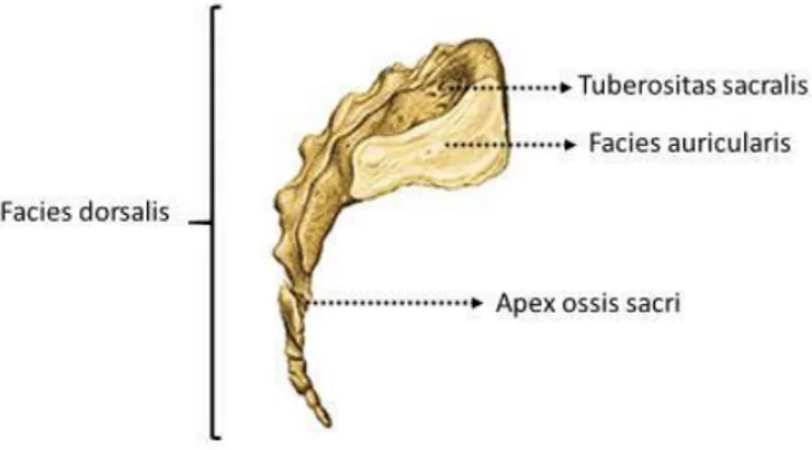 Şekil  2.4.  Os  sacrum’un  sağ  lateralden  görünüşü  (Sobotta  Anatomi  Atlasından  modifiye edilmiştir) (Putz ve Pabst, 2006)