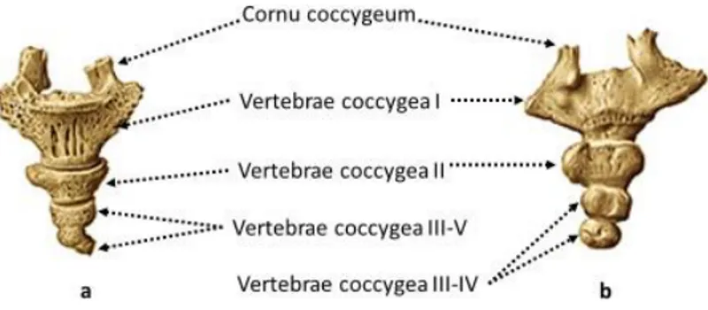 Şekil 2.6. Os coccygis’in a) önden görünüşü b) arkadan görünüşü (Sobotta Anatomi  Atlasından modifiye edilmiştir) (Putz ve Pabst, 2006)