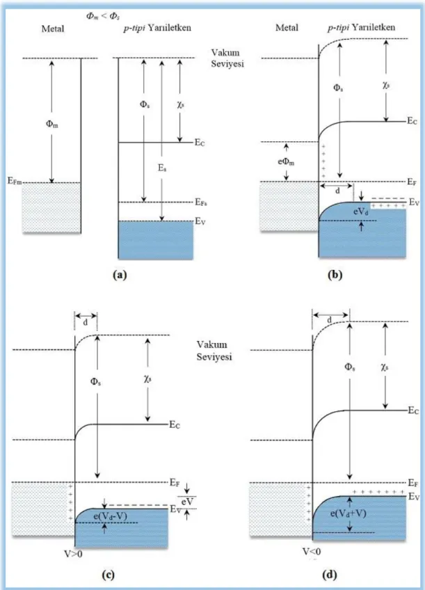 Şekil 2.1. Metal  ile  p-tipi  bir  yarıiletkenin  kontak  işleminde  doğrultucu  kontaktaki  enerji bant diyagramları [16,57], a) kontak işlemi öncesi durum, b) kontak  işlemi  sonrası  termal  denge  durumu,  c)  pozitif  beslem  voltajının  uygulanması 