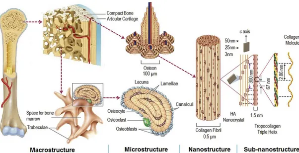 Figure  1.1.  Hierarchical  organization  of  bone  from  the  macro  to  the  sub-nanoscale  (Wang et al., 2016b)