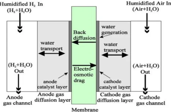 Figure 2.2. Water transportation mechanisms in the PEM fuel-cells [36-37]. 