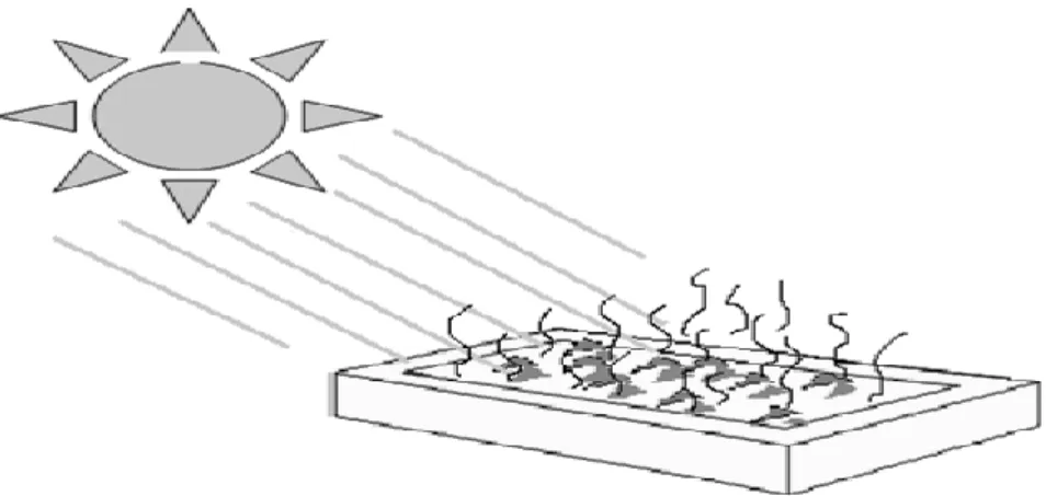Figure 3.3. Natural drying (sun drying) [62]. 