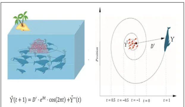 Figure  2.6.  Unique  bubble-net  feeding  methods  of  humpback  whales  and  the  mathematical model [68]