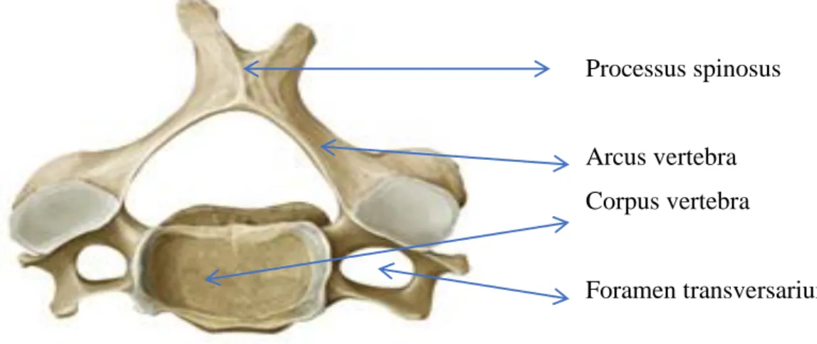 ġekil 2. Vertebra Cervicalis (Gilroy Anatomi Atlası`ndan Modifiye  EdilmiĢtir)(Gilroy, 2015)