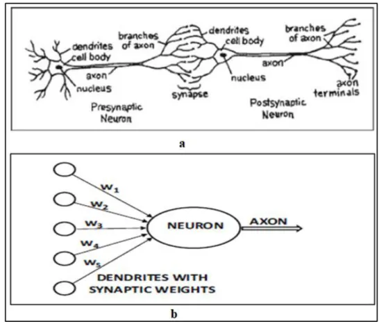 Figure 2.2. (a) Biological neural network, (b) Artificial neural network. (Source: 