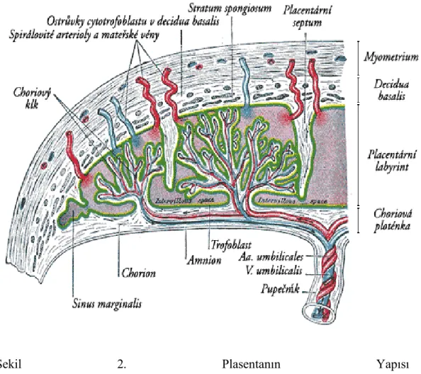 Şekil  2.  Plasentanın  Yapısı 