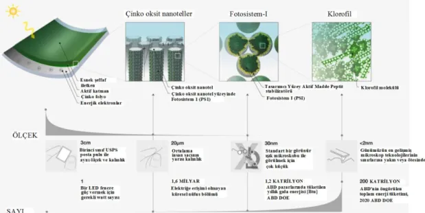 Şekil 3.1. Nano boyutta planlanmak istenen klorofil güneş hücresi [30]. 