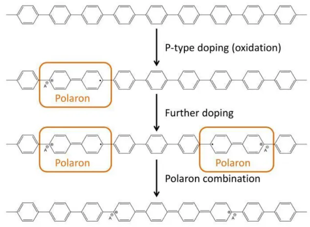 Figure 2.3. Chemical structures illustrating undoped form, polaron and bipolaron. 