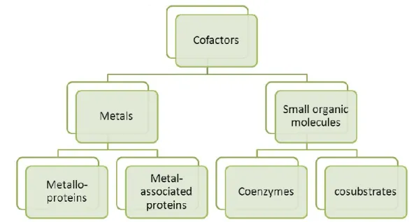 Figure 2.12. Types of Cofactor. 