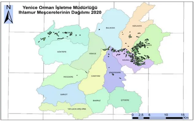 Şekil 1.4. Yenice İlçesinde ıhlamur çiçeği dağılışı. 