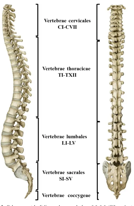 Şekil  2.2.  Columna  vertebralis’in  yandan  ve  arkadan  görünüşü  (Gilroy  Anatomi  Atlası’ndan modifiye edilmiştir) (Gilroy et al., 2010)