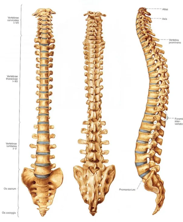 Şekil 2.1. Columna vertebralis önden, arkadan ve soldan görünüşü ( Sobotta Anatomi  Atlasından modifiye edilmiştir) (Sobotta vd., 2006)