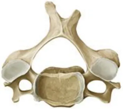 Şekil  2.3.  Tipik  vertebra  cervicales  üstten  görünüşü  ( Gilroy  Anatomi  Atlasından  modifiye edilmiştir) (Gilroy vd., 2008)