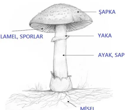 Şekil 2.1. Mantarların genel yapısı. 