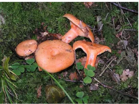 Şekil 2.3. Lactarius salmonicolor (Kanlıca mantarı). 