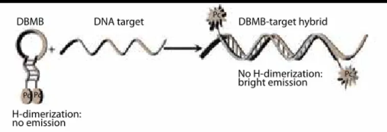 Figure 6. Schematic of DNase action on substrate and emission (10)non aggregated Pc:bright emissionnon aggregated Pc:bright emission aggregated Pc's:no emissionL1-ENconsensussequence