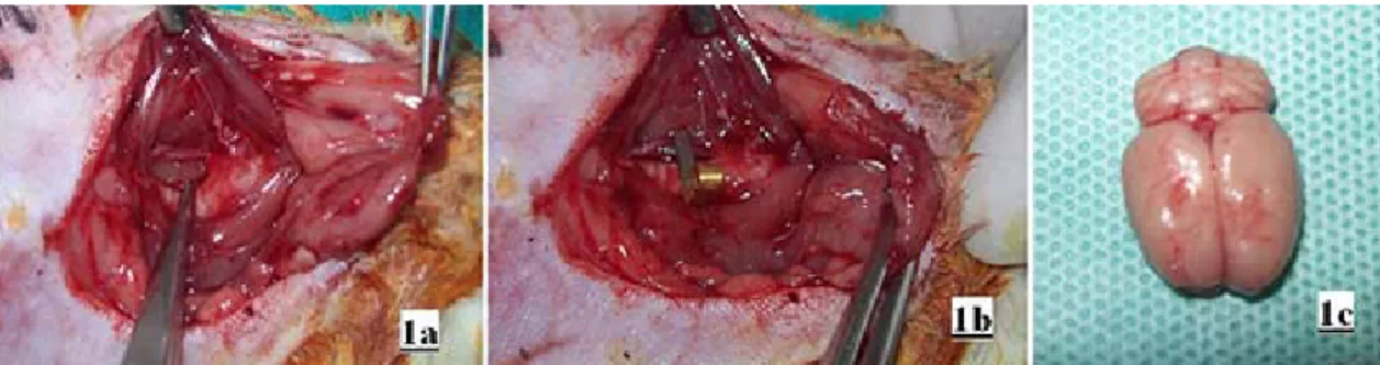 Figure 1: During surgical procedures (1a) first the right common carotid artery was exposed and (1b) then  clamped with temporary microvascular clip