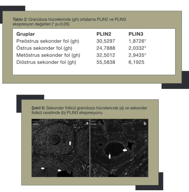 Şekil 6: Sekonder folikül granüloza hücrelerinde (a) ve sekonder  folikül oositinde (b) PLIN3 ekspresyonu