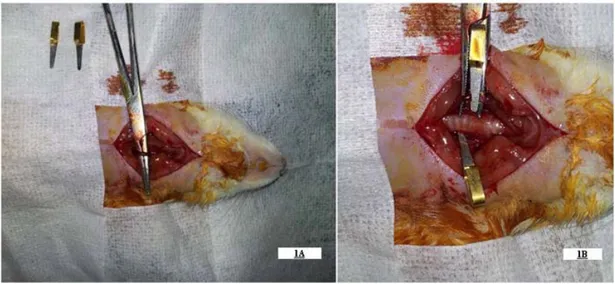 Figure 1: Figure demonstrates the dissected (1A) and clipped (1B) both common carotid arteries of the rat