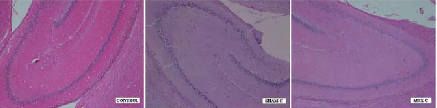 Figure 5: Histopathological findings were less severe in the SHAM-C and MTX-C group. The degenerated  neuronal cell counts, degree of degeneration, and irregularities of intercellular organizations were significantly  less than acute stage groups; but more