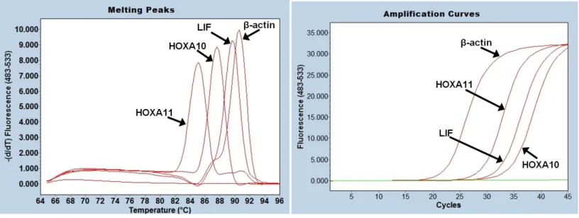Figure  1:  RT-qPCR  amplification  and  melting  analysis  of  HOXA10,  HOXA11,  LIF  and  β-actin  mRNA