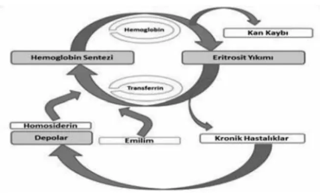 Şekil	 1.	 Kronik  hastalıklarda  eritrofagositoz  aracılığıyla  serum  ferritin düzeyi artar ve barsaktan demir emilimi azalır.