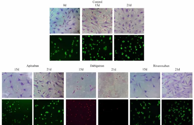 Figure 2. Images of AO/PI staining obtained using a fluorescent microscope.  