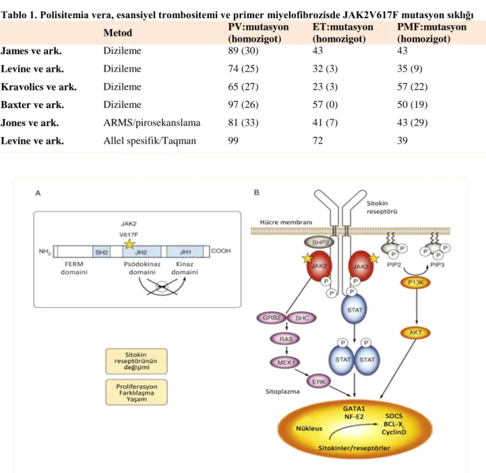 Tablo 1. Polisitemia vera, esansiyel trombositemi ve primer miyelofibrozisde JAK2V617F mutasyon sıklığı 