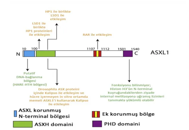 Şekil 2. Memelilerde ASXL proteininin korunmuş bölgeleri ve ASXL1’in olası fonksiyonları