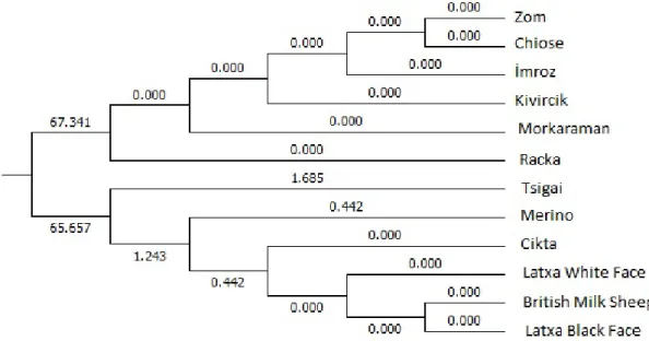 Figure 2.  Genetic distance between Turkish and European sheep breeds according to Cyp19/HaeIII polymorphism