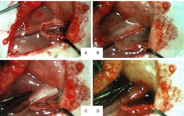 Figure 4. A. Control group, light microscopic examination. B. Control group, TEM examination the of femoral artery
