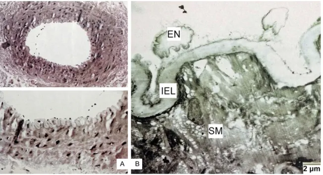 Figure 6. A. Bromocriptine+Cyclosporine A applied group, light microscopic examination