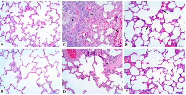 Figure 3. A: Alveoli structure of normal lung tissue in the control group. B: Alveolar shape and size were regular in  the MEL group