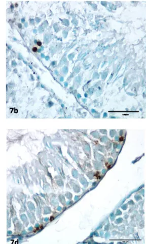 Figure 7. TUNEL-positive staining in spermatogenic cells in the Kiss (13 + 7) group is higher than the other groups