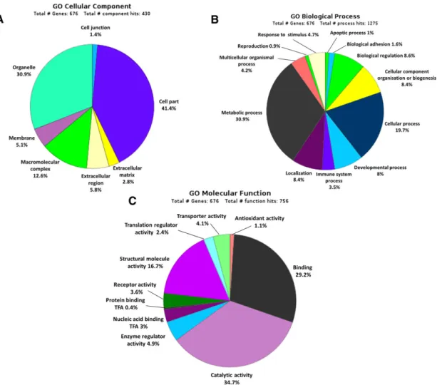 Figure 1. Classification of axolotl tail proteins by gene ontology: (A) Cellular component, (B) biological process, and (C) molecular function.