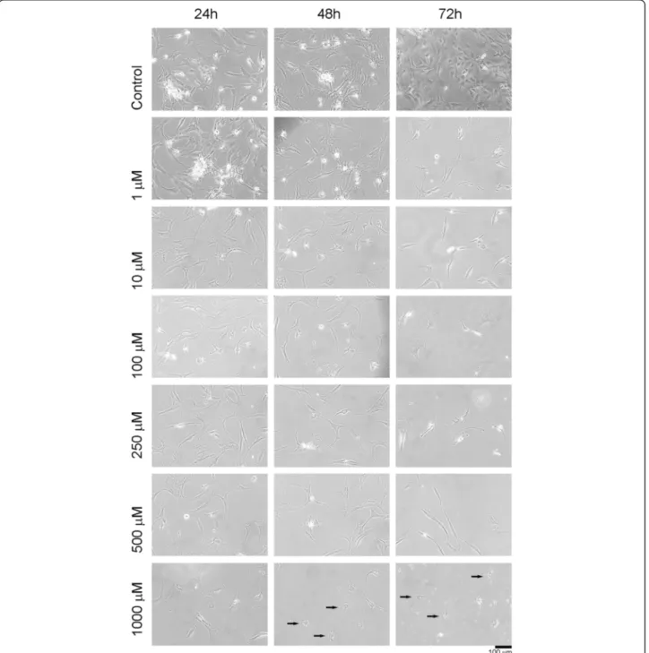 Fig. 2 Inverted light microscopy image, showing the round shape of the cells caused by cytotoxicity ( black arrows)
