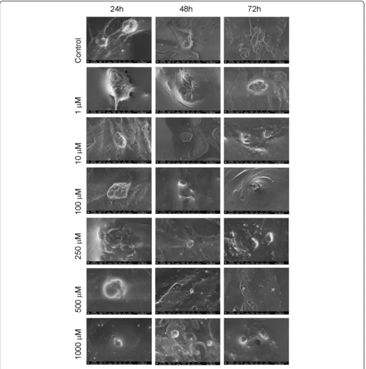 Fig. 3 ESEM image of the surface morphology of the chondrocytes