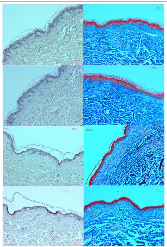 Figure 2. Microscopic characterization of skin grafts stored in platelet-rich plasma. The left column shows the samples stained with hematoxylin and eosin, and the right column shows those stained with Masson’s trichrome