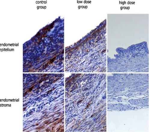 Figure 2. Immunohistochemical staining pic- pic-tures of integrin b3 in different tissues.