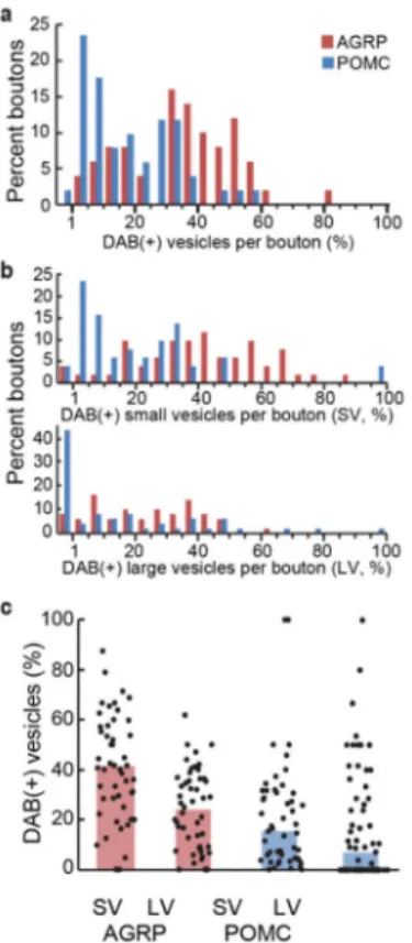 Figure 4. Penetrance for VAMP2:HRP DAB-labeling of synaptic vesicles