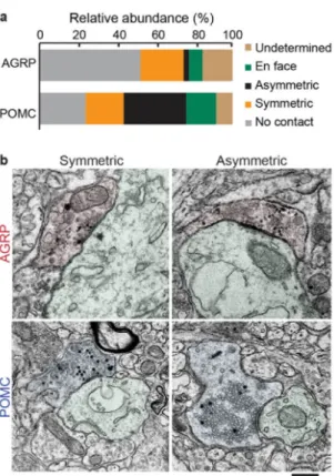 Figure 6. Postsynaptic profile of molecularly defined ARC→PVH projections