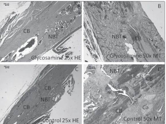 Fig. 2.  Fracture line consists of a fibrous, cartilaginous (Ca) and bony callus (NBT: New bone trab- trab-ecules in green) at 1 week; in both glucosamine and the control groups
