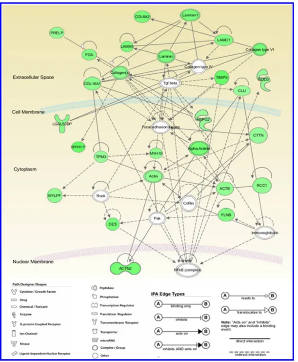 Figure 3. Most high-scored network (Network 1) generated by IPA (ingenuity pathway analysis)