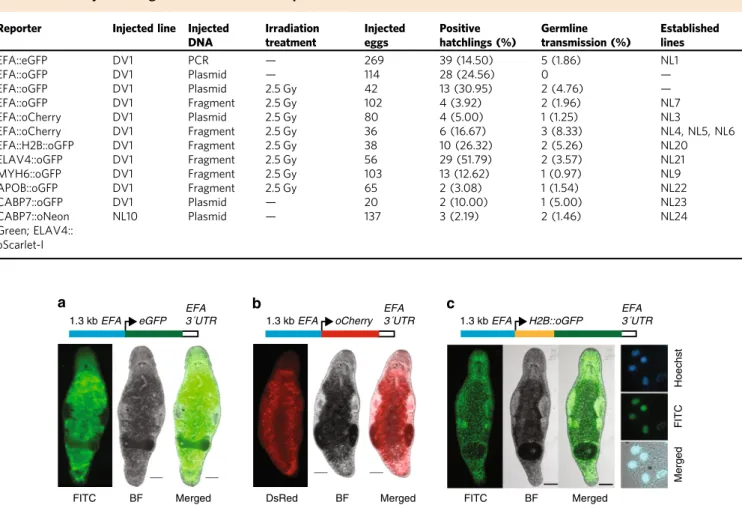 Table 1 Ef ﬁciency of transgenesis with different reporter constructs and treatments
