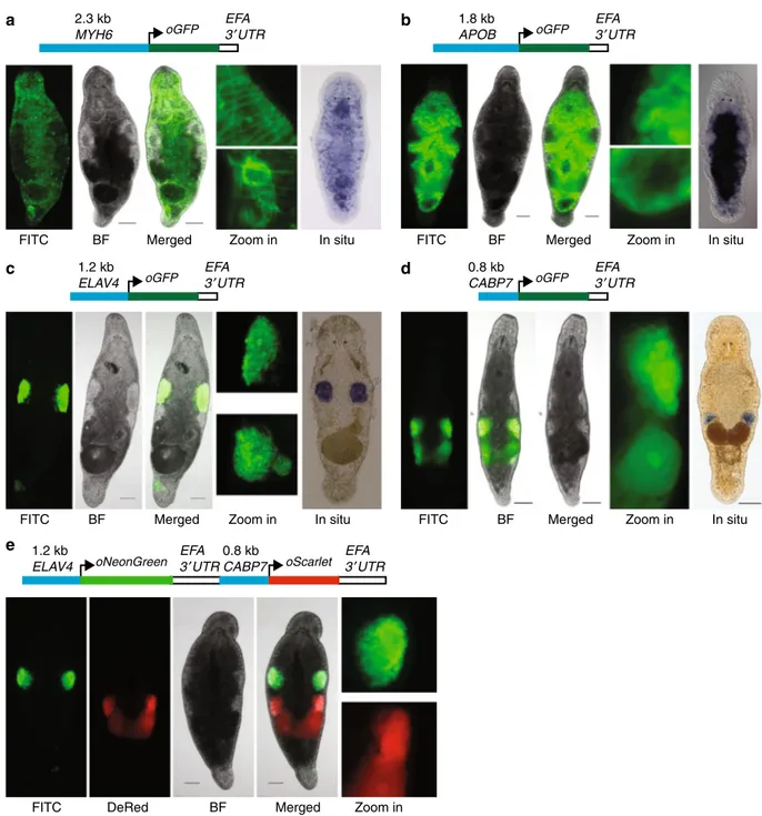 Fig. 3 Tissue-speci ﬁc promoter transgenic lines. a NL9 line expressing GFP under the muscle-speciﬁc promoter of the MYH6 gene