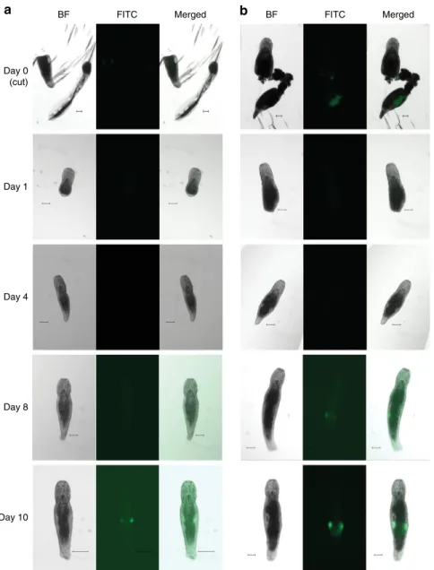 Fig. 4 Transgene expression during regeneration. a Testes-speci ﬁc transgenic line NL23
