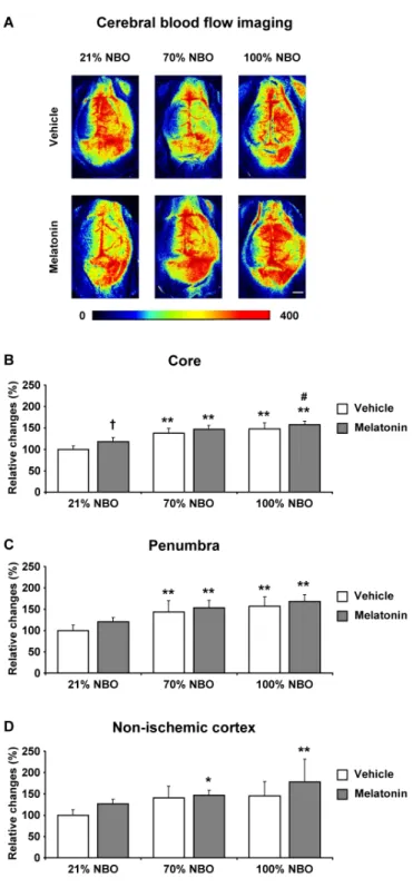 Figure 3: Effects of normobaric oxygen and melatonin on post-ischemic regional cerebral blood flow
