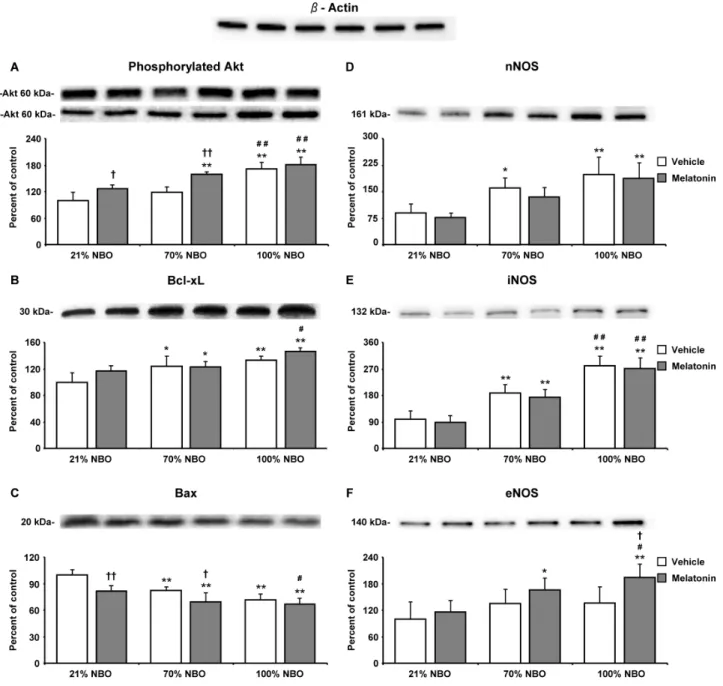 Figure  4:  Combination  of  normobaric  oxygen  and  melatonin  re-regulates  survival-related  proteins,  but  does  not  attenuate neuronal and inducible nitric oxide synthases